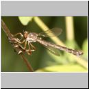 Leptogaster guttiventris - Raubfliege 02.jpg